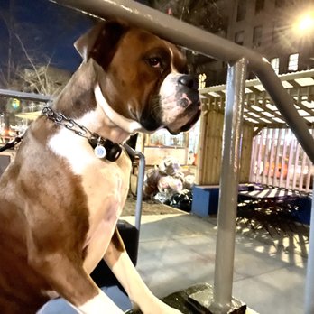 Metro Dog Training - Pet Training Near Me - Brookyln, New York