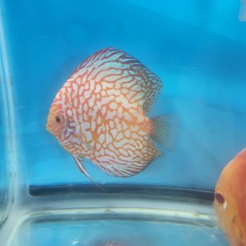 Aqua Life Aquarium - Aquarium Services Near Me - Rocklin, California