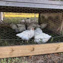 Uncle Swabbs Pastured Poultry
