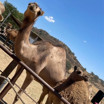 Oasis Camel Dairy - Attraction Farms Near Me - Ramona, California
