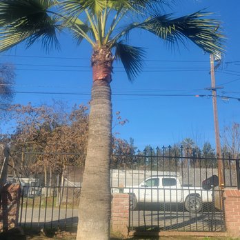 AJ's Tree Service - Tree Services Near Me AJ's Tree Service - Tree Services Near Me