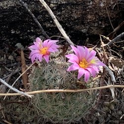 Tucson Insurance - Small fruit mamalaria cacti