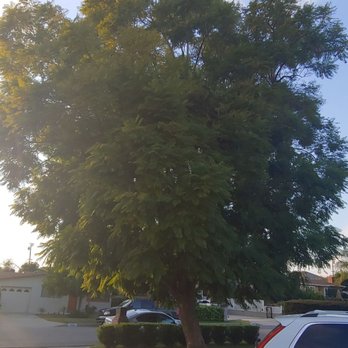 White Valley Tree Services - before trimming - Tree Services Near Me - pasadena , California White Valley Tree Services - before trimming - Tree Services Near Me - pasadena , California