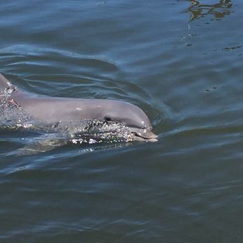 Dolphin Research Center - Tours Near Me - Marathon, Florida Dolphin Research Center - Tours Near Me - Marathon, Florida