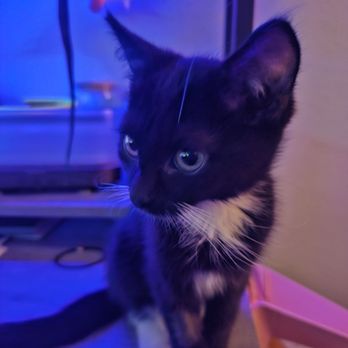 Is Cat Adoption Agreement Binding Without an Adoption Fee? Explained