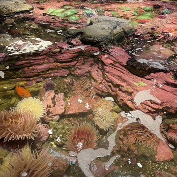 Seattle Aquarium - Aquariums Near Me - Seattle, Washington