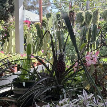 Bamby's Flowers - Florists Near Me - Carlsbad, California