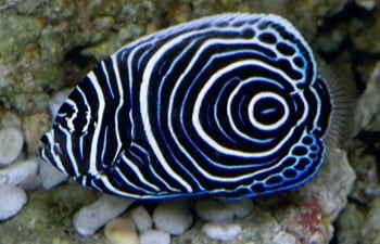 john's feed & pet supplies