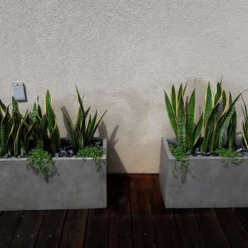 Succulents Forever - Modern planters with snake plants and succulents - Landscape Architects or Designers Near Me Succulents Forever - Modern planters with snake plants and succulents - Landscape Architects or Designers Near Me