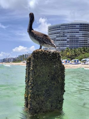Bal Harbour Beach by null