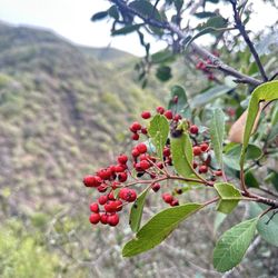Cerro Alto Campground