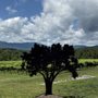 Photo of Fallen Tree Vineyard