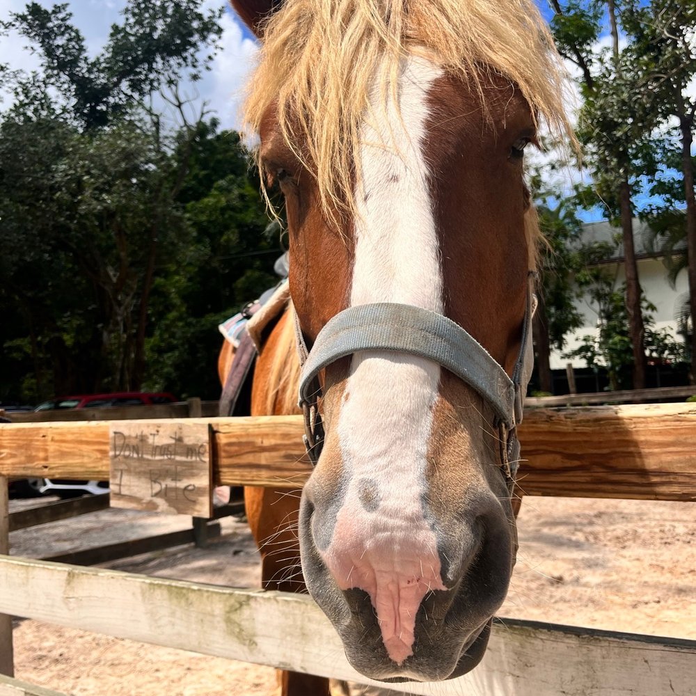 ​Happi Farm - Up close - Community Service/Non-Profit Near Me - Davie, Florida