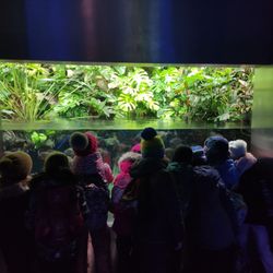 Zoo Warszawa - Piranie w zoo