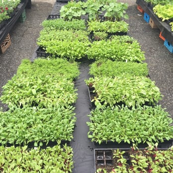 Ramsey Farm - Vegetable seedlings avail starting Mother's Day till sold out. - Farmers Market Near Me - Scarsdale, New York Ramsey Farm - Vegetable seedlings avail starting Mother's Day till sold out. - Farmers Market Near Me - Scarsdale, New York