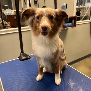 Mayas Mini Aussies - Pet Groomers Near Me Mayas Mini Aussies - Pet Groomers Near Me