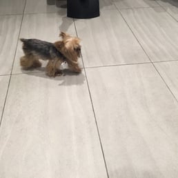 Louis Licari's dog, Isabella. Louis Licari's dog, Isabella.