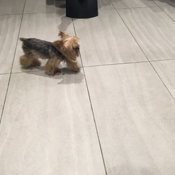 Licari Cutler - Louis Licari's dog, Isabella. - Hair Salons Near Me - New York, New York Licari Cutler - Louis Licari's dog, Isabella. - Hair Salons Near Me - New York, New York