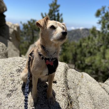 K9s Only - Hiking Angeles National Forest - Pet Sitting Near Me - Los Angeles, California K9s Only - Hiking Angeles National Forest - Pet Sitting Near Me - Los Angeles, California
