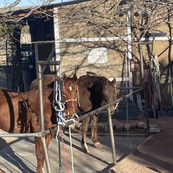 Calico Creek Stables
