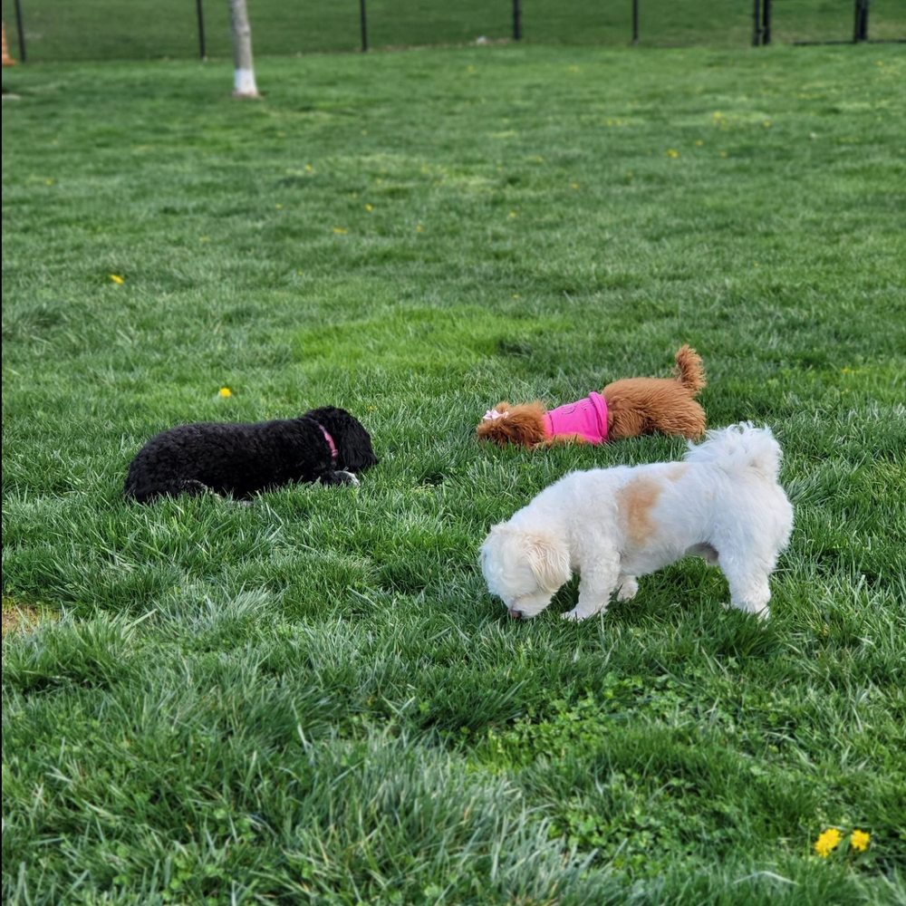 Columbia DogPark - Sometimes, the grass is a little much, but at least it's always GREEN - Dog Parks Near Me - Columbia, Maryland Columbia DogPark - Sometimes, the grass is a little much, but at least it's always GREEN - Dog Parks Near Me - Columbia, Maryland