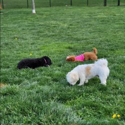 Columbia DogPark - Sometimes, the grass is a little much, but at least it's always GREEN