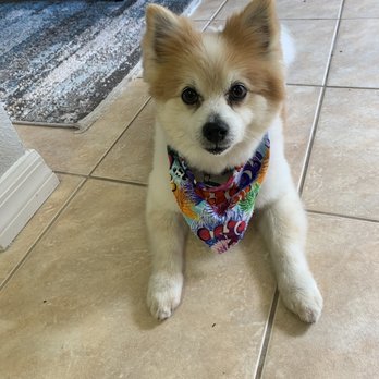 Happy Paws by Lori - Brutus looking good. - Pet Groomers Near Me - Debary, Florida
