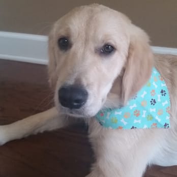 Pawsitively Purrfect - Riley after his bath - Pet Groomers Near Me - Nashville, Tennessee Pawsitively Purrfect - Riley after his bath - Pet Groomers Near Me - Nashville, Tennessee