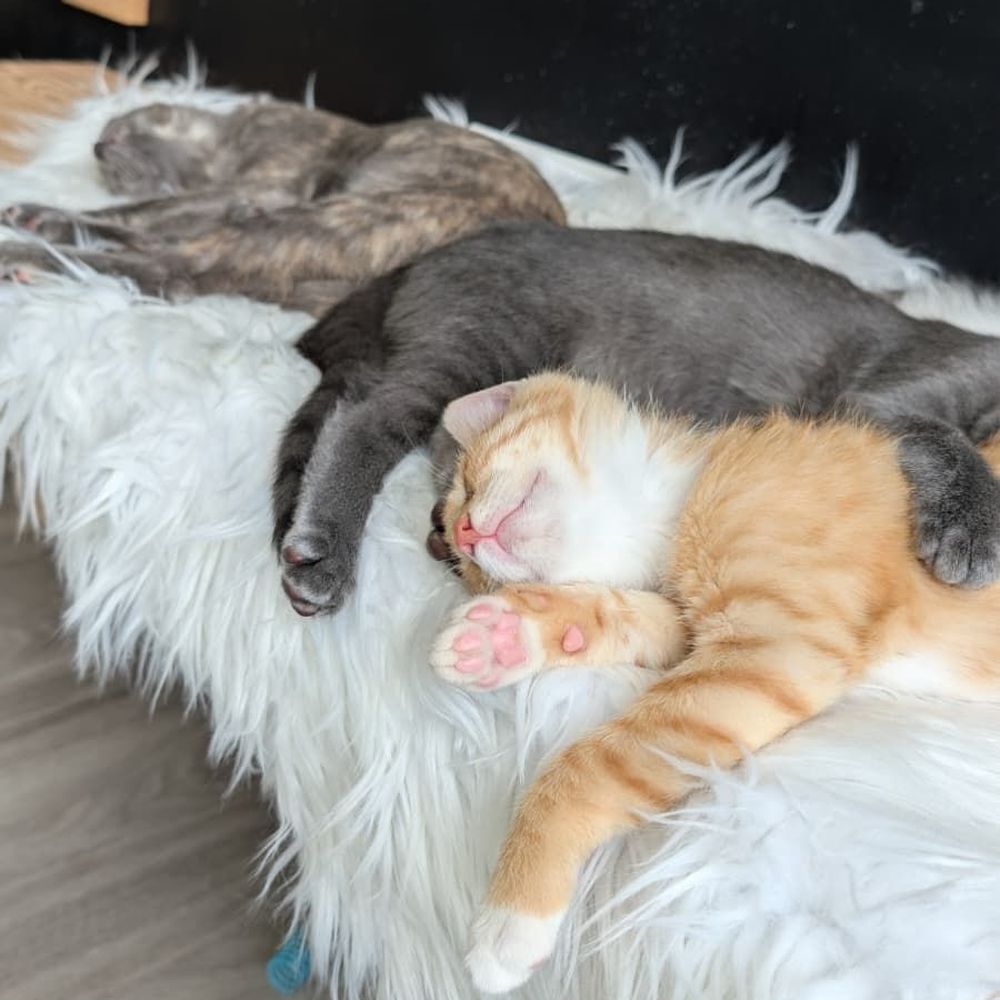 CatCafe Lounge - Community Service/Non-Profit Near Me - Marina del Rey, California CatCafe Lounge - Community Service/Non-Profit Near Me - Marina del Rey, California