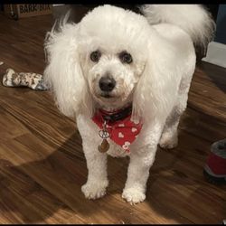 Eastside Pet Salon - Oscar my ride or die sidekick.