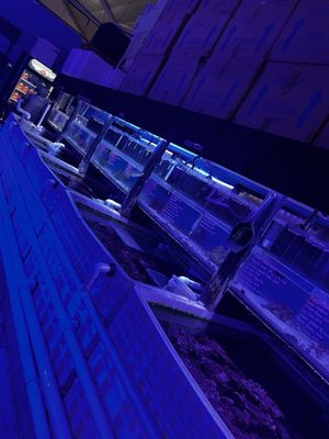 LAX Aquarium by null