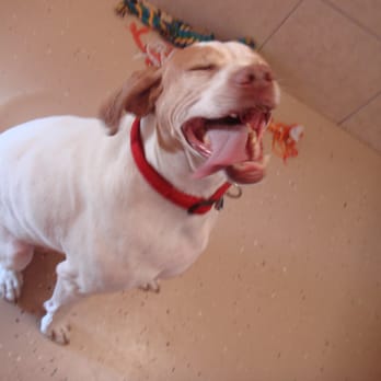Barker Heights Bed & Biscuit - So Happy to be at BHBB! - Pet Sitting Near Me - Harker Heights, Texas Barker Heights Bed & Biscuit - So Happy to be at BHBB! - Pet Sitting Near Me - Harker Heights, Texas