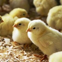 Come and see our baby chicks.