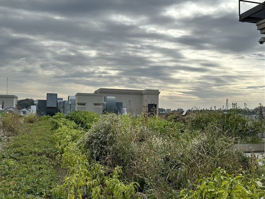 Brooklyn Grange @ Sunset Park by null
