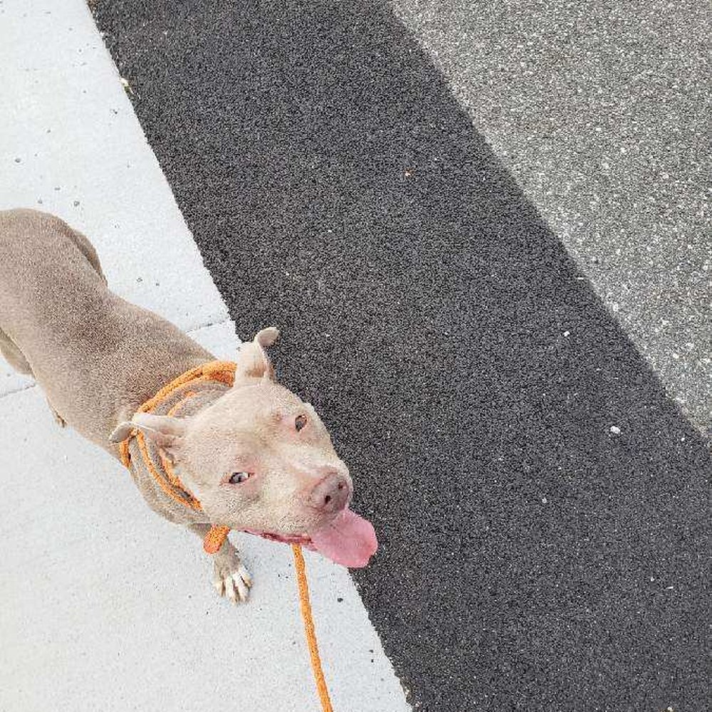 New York Bully Crew - That smile - Animal Shelters Near Me - Patchogue, New York New York Bully Crew - That smile - Animal Shelters Near Me - Patchogue, New York