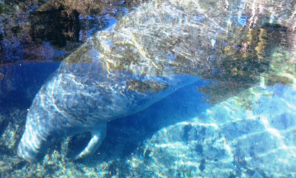 KAYAK KARAVAN Updated August 2024 8501 Miss Maggie Dr, Homosassa