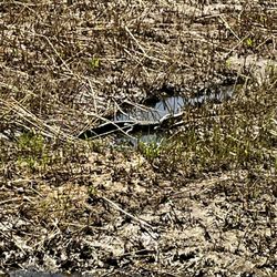 Felix's Fish Camp - A view of an alligator sunning in the grass