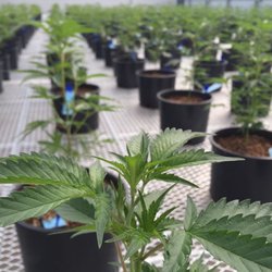 Best Day Ever - Our plants are healthy and clones are even better.