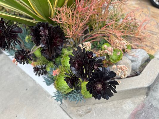 Sand Dune Park by null