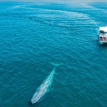Newport Landing - Aerial view of the boat vs the much larger whale. - Whale Watching Tours Near Me - Newport Beach, California