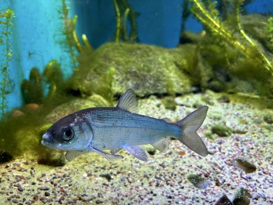 Shedd Aquarium by null