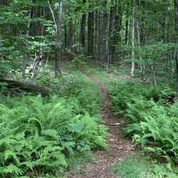 Morgan Pond Trail - Intersection at the Kidder Trail with that trail going off into the woods