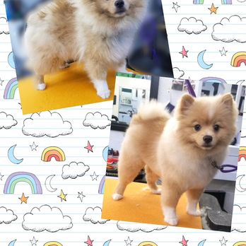 The Mid-Day SPAW - 1st time puppy grooms get $10 off their appointment to get them adjusted to the new grooming life. - Pet Groomers Near Me The Mid-Day SPAW - 1st time puppy grooms get $10 off their appointment to get them adjusted to the new grooming life. - Pet Groomers Near Me
