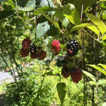 Western Hills Garden - Nurseries & Gardening Near Me - Occidental, California