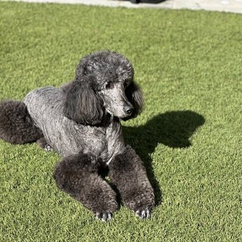 SOS Grooming - This is what I wanted - Pet Groomers Near Me - Las Vegas, Nevada SOS Grooming - This is what I wanted - Pet Groomers Near Me - Las Vegas, Nevada