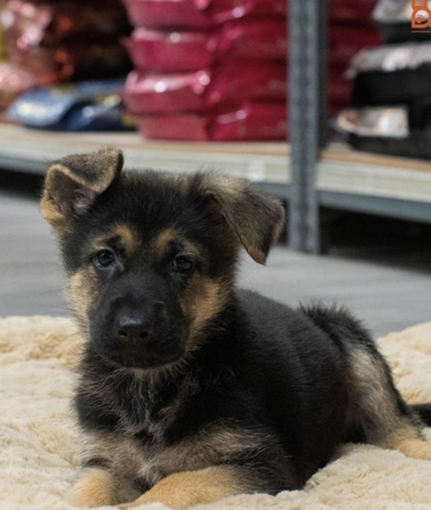 PETLAND TYLER 84 Photos & 45 Reviews 4512 S Broadway, Tyler, TX