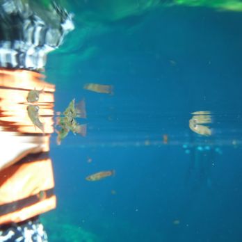 Cenote Jardín del Edén - Fishy Friends - Free Diving Near Me - Playa del Carmen, ROO
