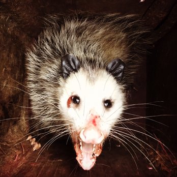 Active Animal Trapping - Opossum removal from under a home in palos verdes #opossumremoval #activeanimaltrapping #oneshotonekill - Pest Control Near Me - Corona, California