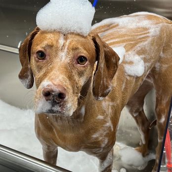Barkbus Mobile Dog Grooming - Mid wash stage - Pet Groomers Near Me