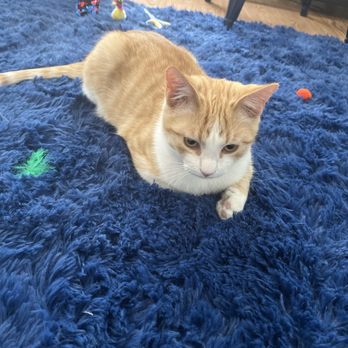 PetSmart - Kitty - Pet Training Near Me - Parker, Colorado